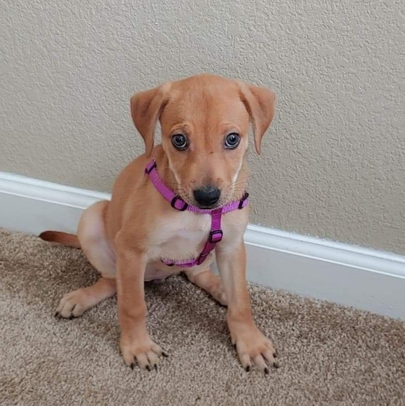 Meet your Posher, Abby - Picture 2 of 7